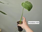 Monsteros, filodendrai, zz, žilė, juka, alocasia - nuotraukos Nr. 18