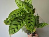 Monsteros, filodendrai, zz, žilė, juka, alocasia - nuotraukos Nr. 20