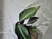 Monsteros, filodendrai, zz, žilė, juka, alocasia - nuotraukos Nr. 21