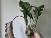 Monsteros, filodendrai, zz, žilė, juka, alocasia - nuotraukos Nr. 23