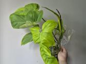 Monsteros, filodendrai, zz, žilė, juka, alocasia - nuotraukos Nr. 26