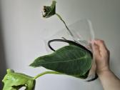 Monsteros, filodendrai, zz, žilė, juka, alocasia - nuotraukos Nr. 27