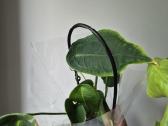 Monsteros, filodendrai, zz, žilė, juka, alocasia - nuotraukos Nr. 28