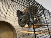 Degu pelytės - nuotraukos Nr. 3