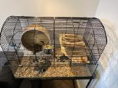 Degu pelytės - nuotraukos Nr. 2