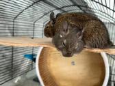 Degu pelytės - nuotraukos Nr. 4