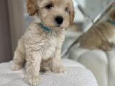 Maltipoo - nuotraukos Nr. 2