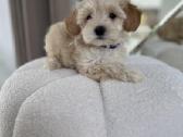 Maltipoo - nuotraukos Nr. 3