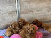 Cockapoo F1 Patinėlis 2 Mėn. - nuotraukos Nr. 2