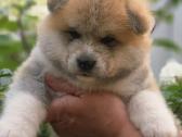 Akita inu vada. - nuotraukos Nr. 4