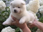 Akita inu vada. - nuotraukos Nr. 3