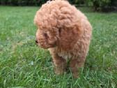 Maltipoo šuniukai - nuotraukos Nr. 8