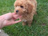 Maltipoo šuniukai - nuotraukos Nr. 9