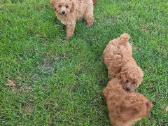 Maltipoo šuniukai - nuotraukos Nr. 12