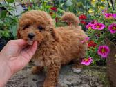Maltipoo šuniukai - nuotraukos Nr. 13