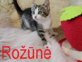 Katytė Rožūnė ieško namų - nuotraukos Nr. 3