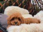 Cavapoo F1 - nuotraukos Nr. 2