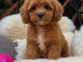 Cavapoo F1 - nuotraukos Nr. 5