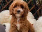 Cavapoo F1 - nuotraukos Nr. 6