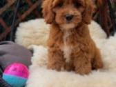 Cavapoo F1 - nuotraukos Nr. 7