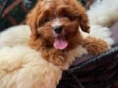 Cavapoo F1 - nuotraukos Nr. 8