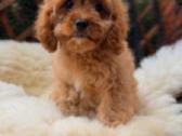 Cavapoo F1 - nuotraukos Nr. 9