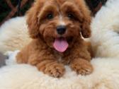 Cavapoo F1 - nuotraukos Nr. 10