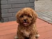 Cavapoo F1 - nuotraukos Nr. 11