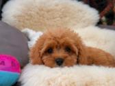 Cavapoo F1 - nuotraukos Nr. 12
