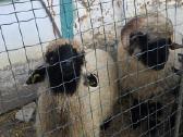 Valais Blacknose . - nuotraukos Nr. 2