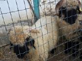 Valais Blacknose . - nuotraukos Nr. 3