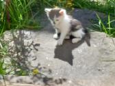 Dovanoju mažą katinėlį - nuotraukos Nr. 3