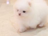 Liko 2 berniukai babyface VIP super mini Boo - nuotraukos Nr. 18