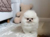 Liko 2 berniukai babyface VIP super mini Boo - nuotraukos Nr. 24