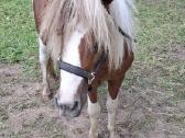 Jaunas ,1.5metų poni eržiliukas - nuotraukos Nr. 4