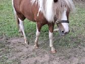 Jaunas 1.5metų poni eržiliukas - nuotraukos Nr. 3