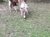 Jaunas 1.5metų poni eržiliukas - nuotraukos Nr. 4