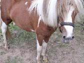 Jaunas 1.5metų poni eržiliukas - nuotraukos Nr. 5