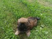 Pekinai - nuotraukos Nr. 2