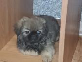 Pekinai - nuotraukos Nr. 5