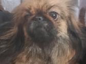 Pekinai - nuotraukos Nr. 6