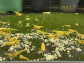 Yellow Sakura - krevetes - nuotraukos Nr. 3