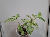 Pellionia Repens Variegata - nuotraukos Nr. 2