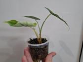 Alocasia Dragon Scale - nuotraukos Nr. 2