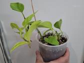 Epipremnum aureum Teruno Champs-elysses - nuotraukos Nr. 2