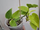 Epipremnum aureum Teruno Champs-elysses - nuotraukos Nr. 3