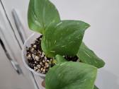 Scindapsus Moonlight Splash Variegata - nuotraukos Nr. 2