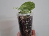 Scindapsus pictus Mint Variegata - nuotraukos Nr. 2