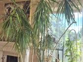 Kambarine gele-medis"dracena". - nuotraukos Nr. 2