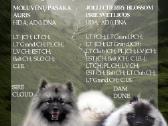 Volfšpicai (keeshond) gimė 08-03 - nuotraukos Nr. 19